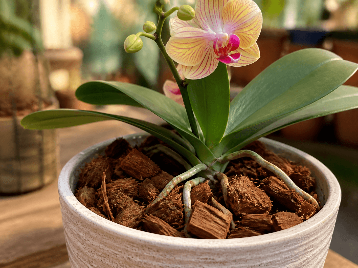Orchid growing in coconut husk chips